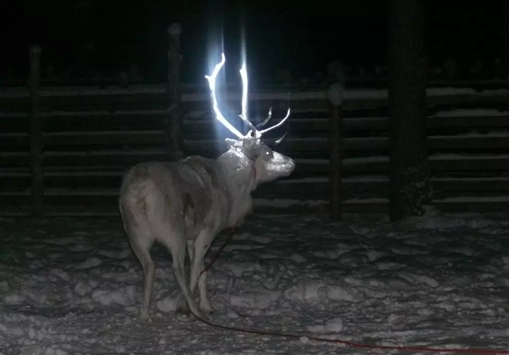 Yes, the Glowing Deer Antlers You’ve Seen on Twitter Was a Real Thing