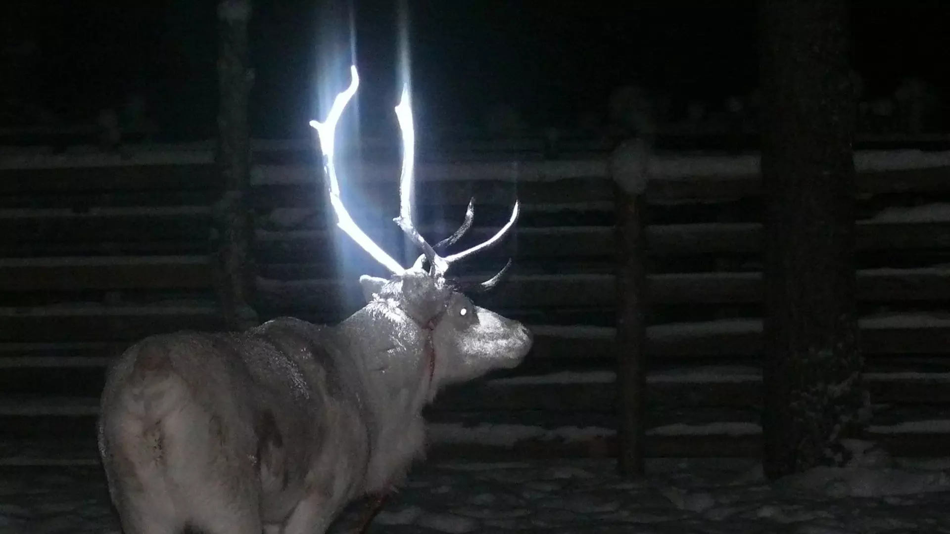 Yes, the Glowing Deer Antlers You’ve Seen on Twitter Was a Real Thing | Autance