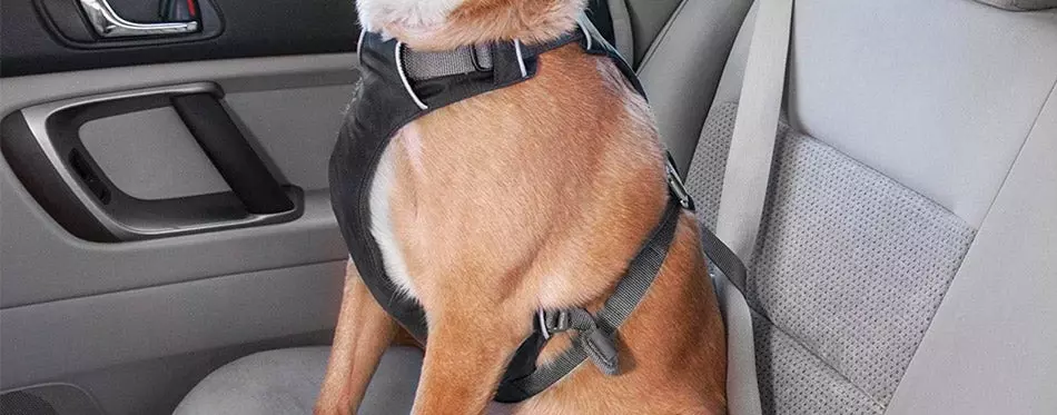 RUFFWEAR Dog Car Harness