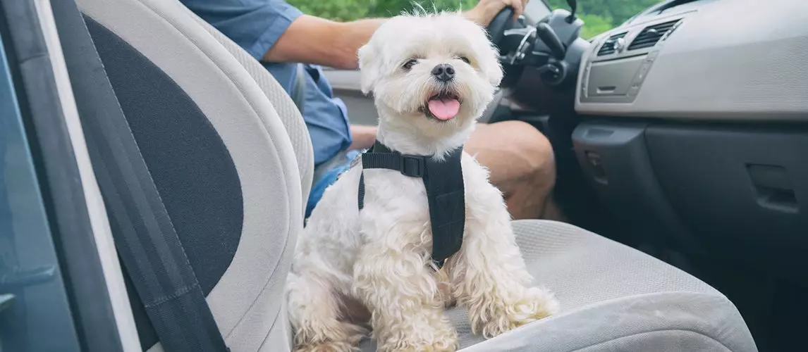 The Best Dog Car Harnesses (Review) in 2022