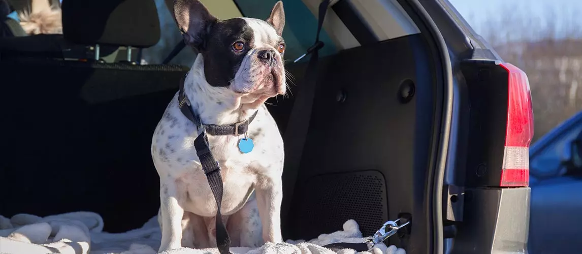 The Best Dog Seat Belts (Review) in 2022