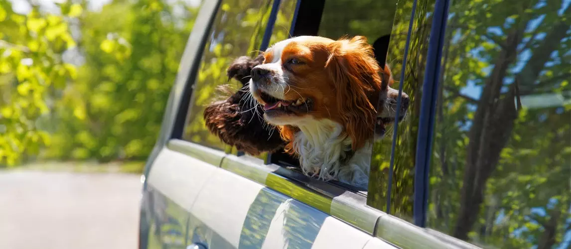 10 Tips When Planning a Road Trip With Pets