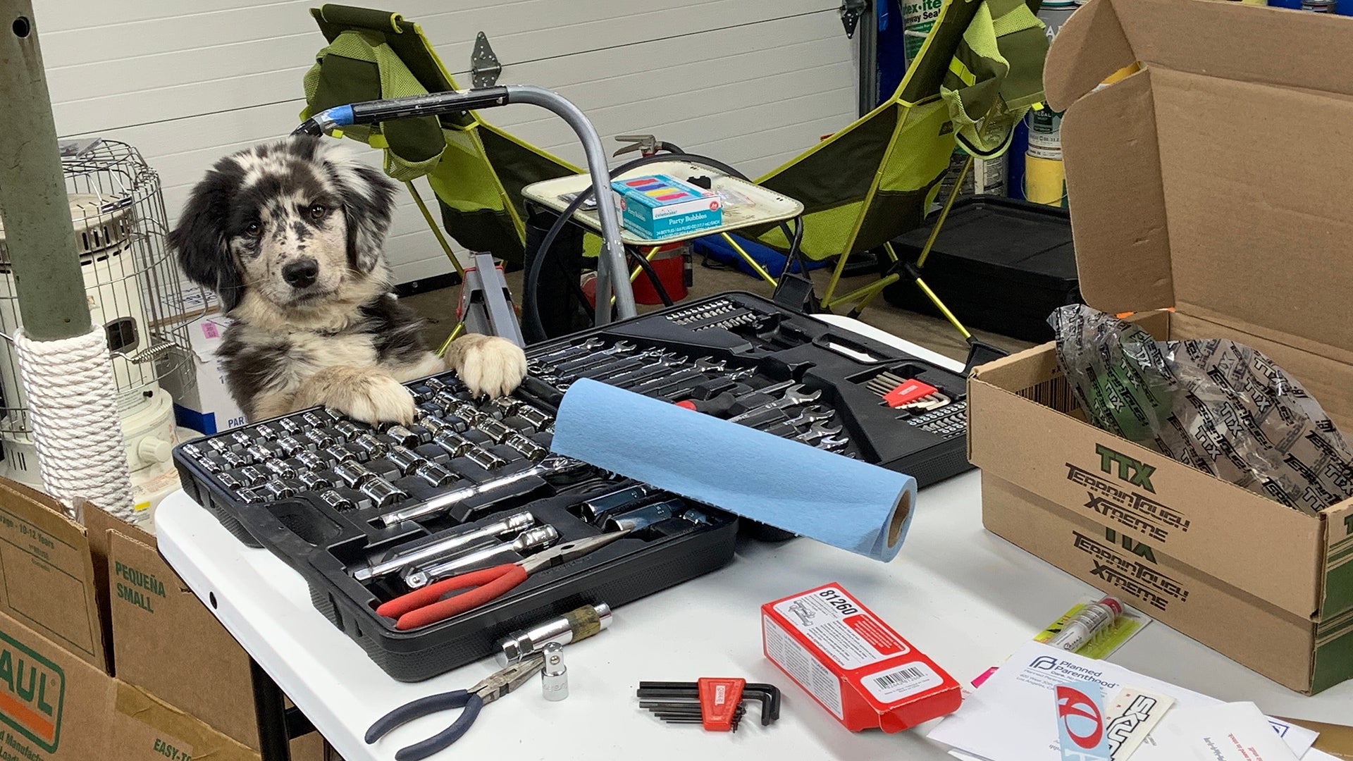 Dog playing with tools