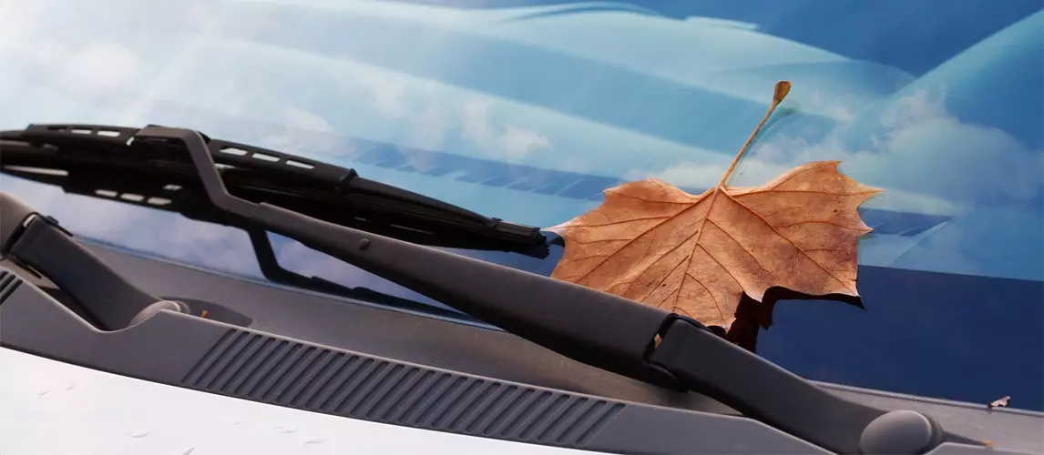 Easy Tips To Remove Bird Poop From Your Car | Autance