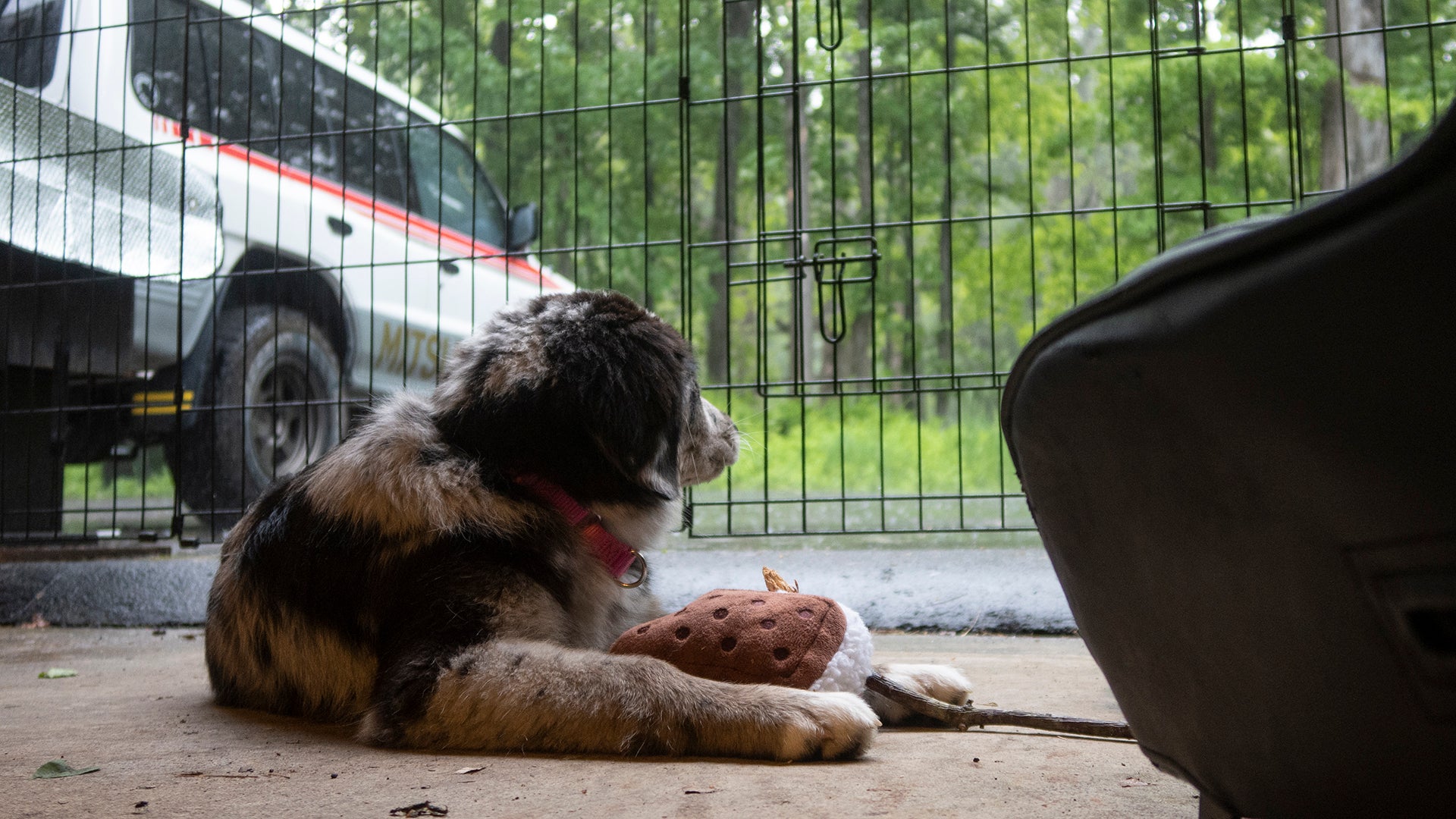 Australian Shepard (Dog)