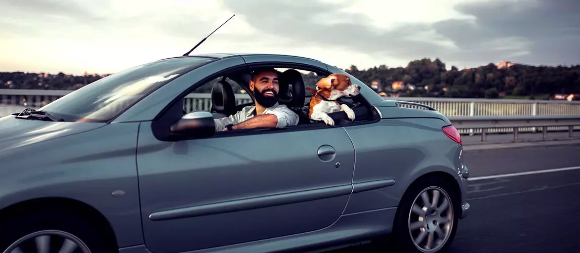 The Best Cars for Dog Owners to Buy | Autance