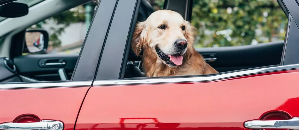 8 Ways To Remove Pet Hair From Your Car | Autance