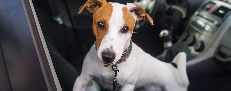 young jack russell terrier sit car seat
