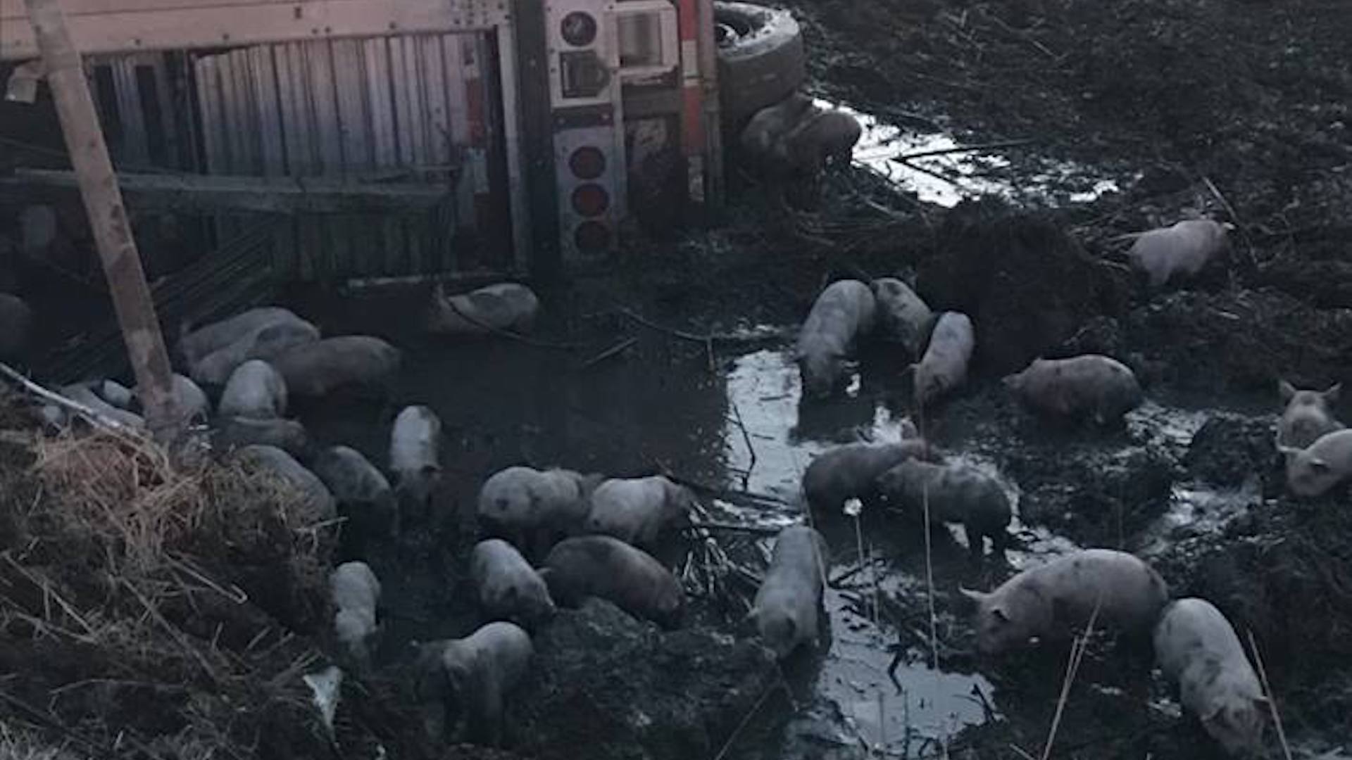 Thousands of Piglets Invade Illinois Highway After Semi Headed to Slaughter Overturns