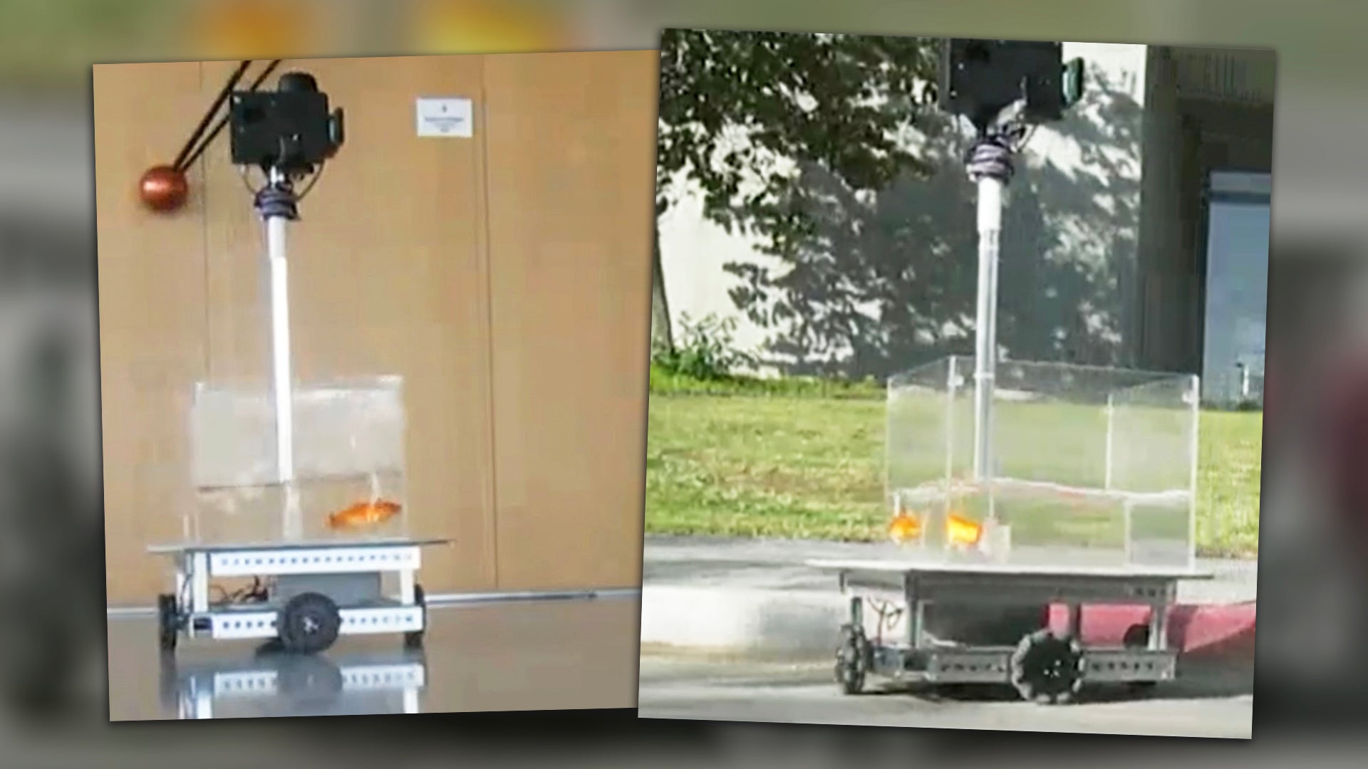 Scientists Trained Goldfish to Drive a Little Car